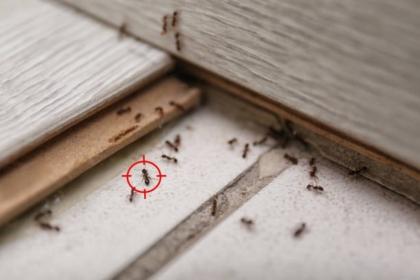 Pest Control Cost in North Boston, NY