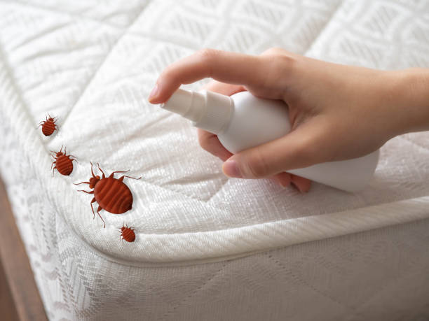 Best Ant Control Services  in North Boston, NY