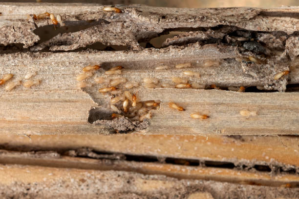 Best Flea Control Services  in North Boston, NY