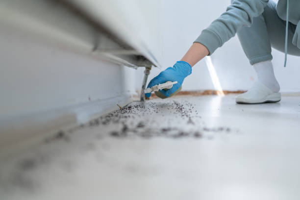 Insect Control in North Boston, NY
